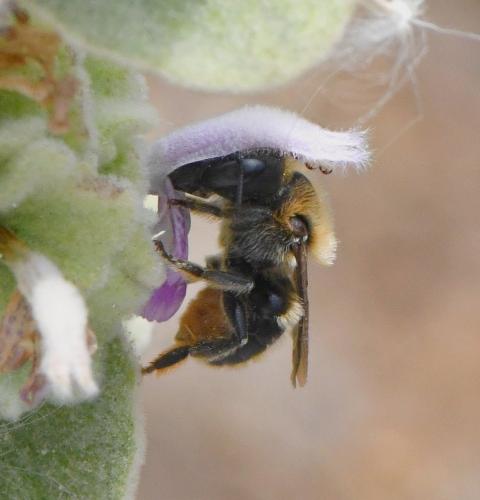 Réf. 233 910 : Osmia aurulenta